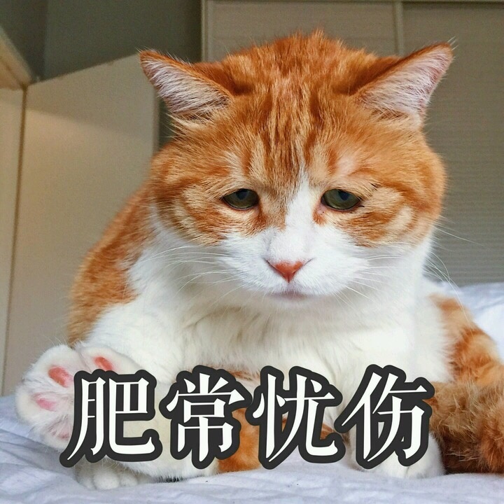 橘猫表情包 (不开心)
