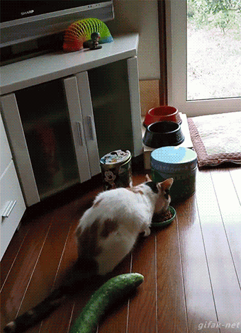猫咪被黄瓜吓飞 