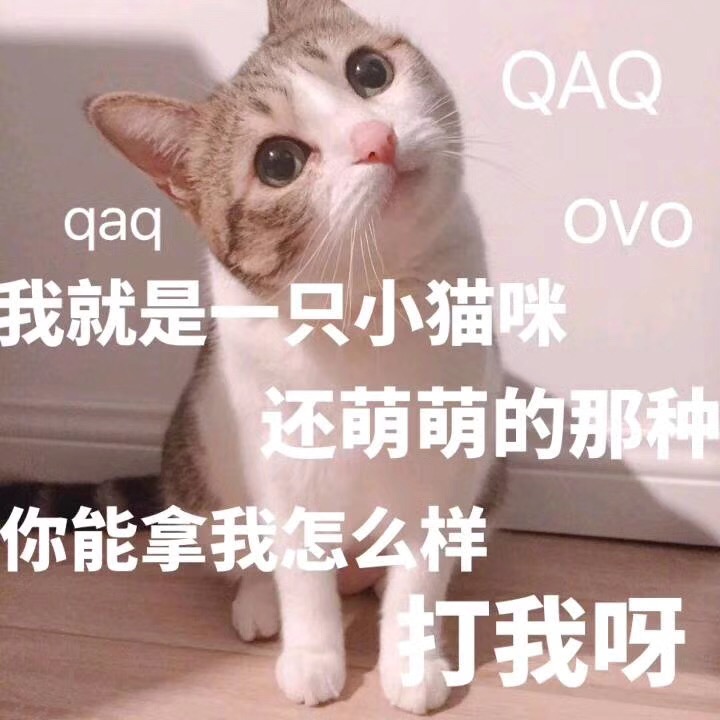 qaq QAQ ovo 我就是一只小猫咪，还萌萌哒的那种，你能拿我怎么样 打我呀 