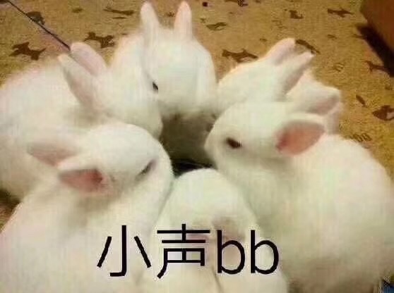 一群小白兔围一圈小声 bb 
