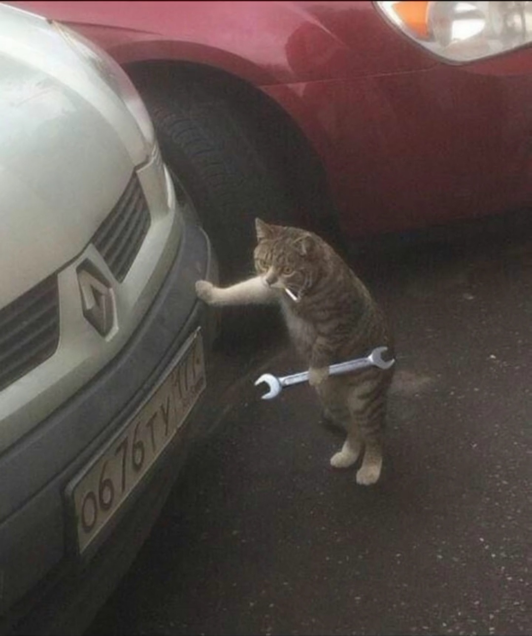 猫咪拿扳手修理车 