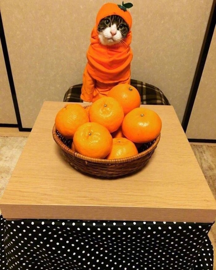 猫咪等着吃橘子 