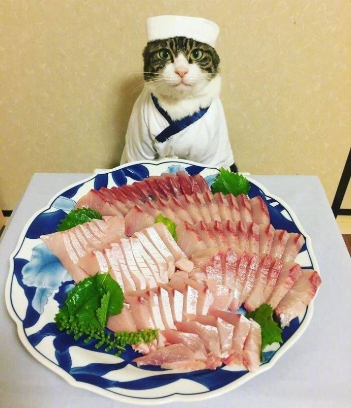 猫咪等着吃生鱼片 