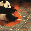 大熊猫坐摇摇椅 GIF