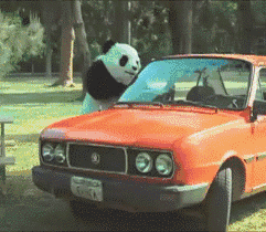 大熊猫砸汽车 GIF