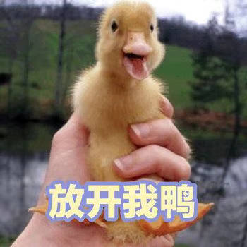 放开我鸭 