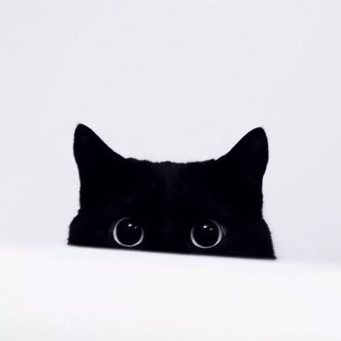 黑猫观察