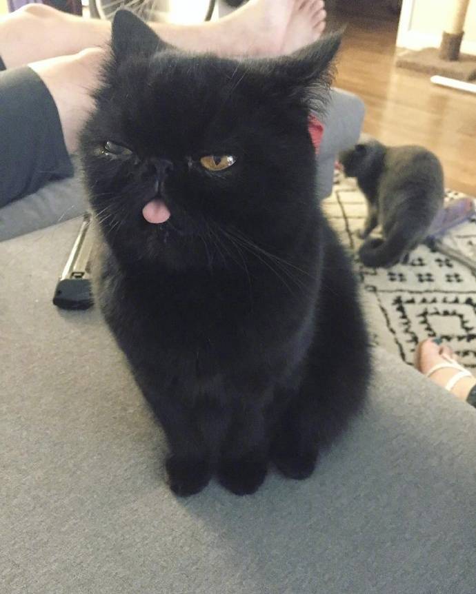 黑猫略略略小舌头 