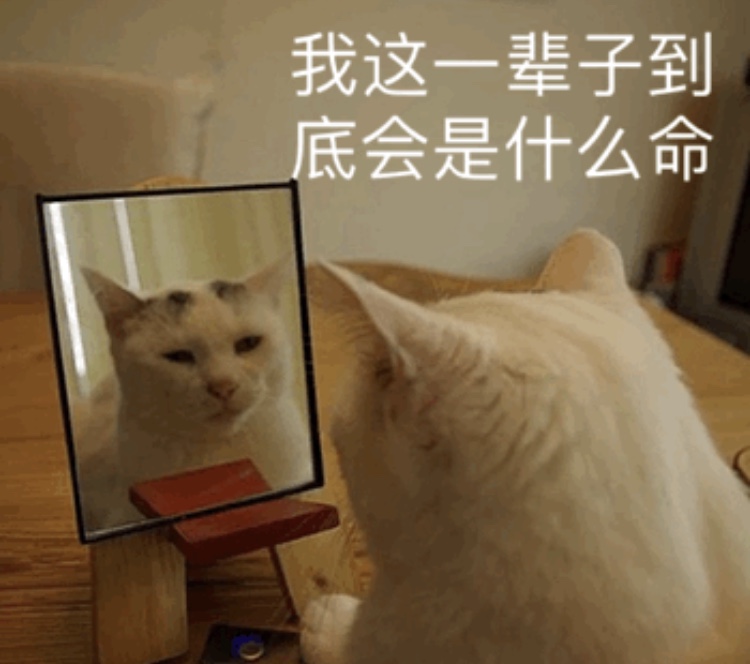 猫咪照镜子：我这一辈子到底会是什么命 
