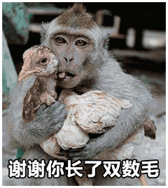 猴子抱住拔光毛的鸡：谢谢你长了双数毛 