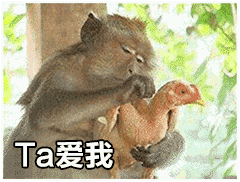 猴子拔鸡毛：Ta爱我 