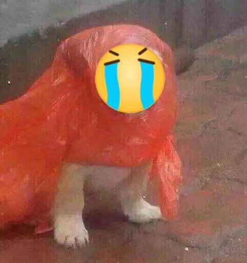 狗狗穿雨衣流泪表情 