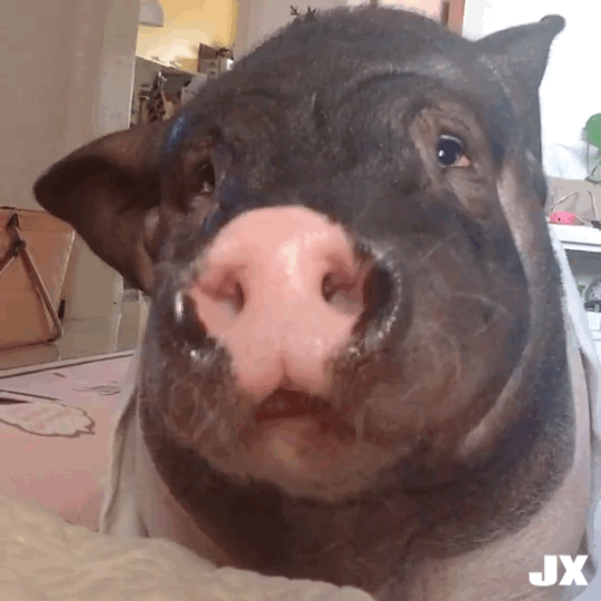 猪猪吃东西 GIF 动图 
