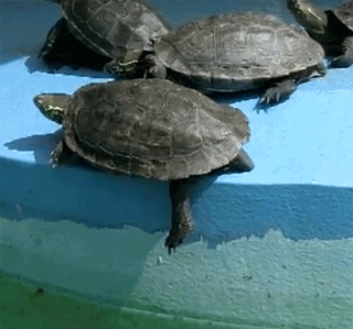 乌龟推同伴下水 