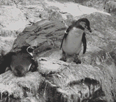 企鹅推倒同伴 