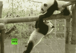 大熊猫推同伴 