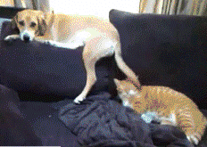狗子用尾巴拍打猫咪 