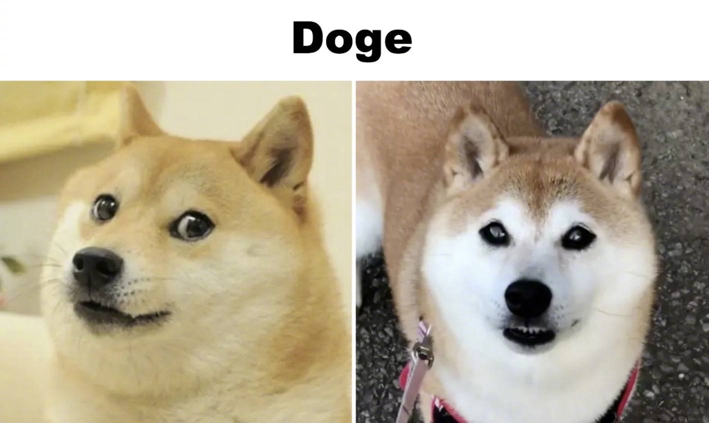 Doge 
