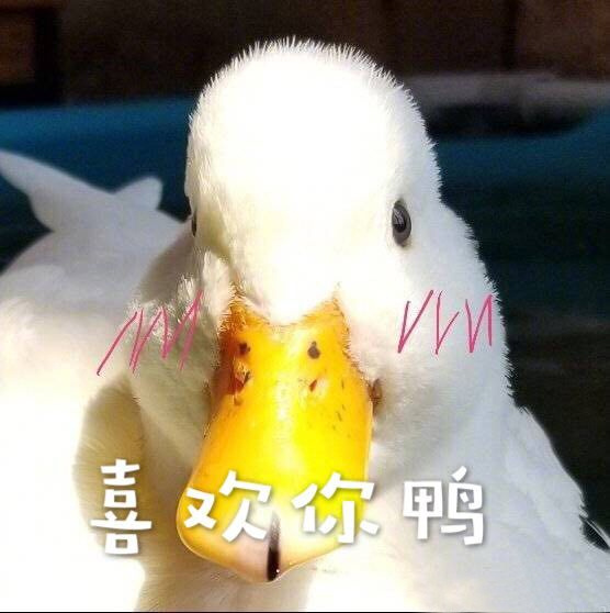 a m喜欢你鸭 