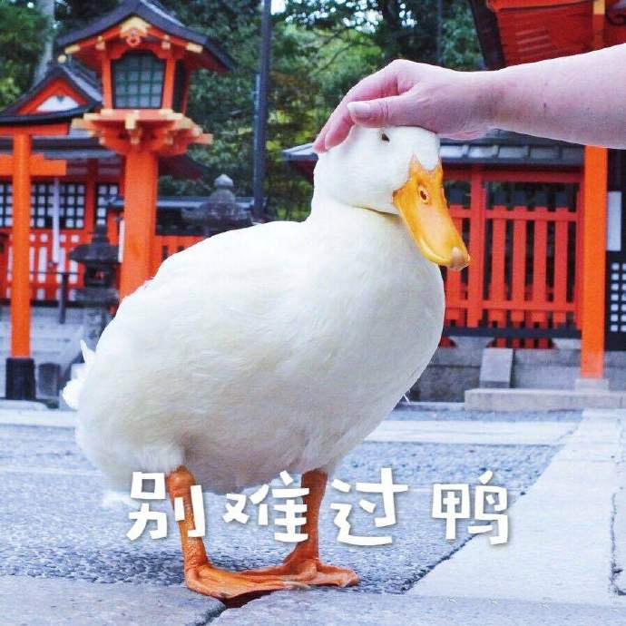 别难过鸭 