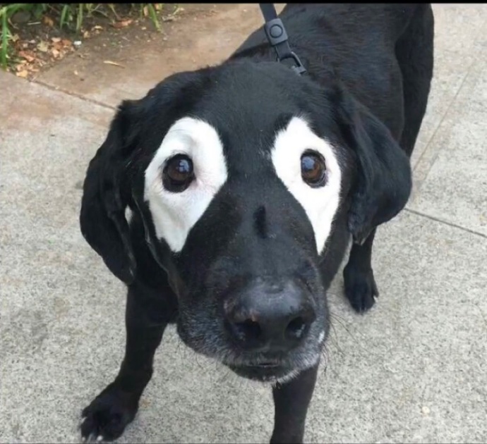 黑色白眼狗子情侣头像 