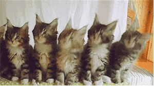 抖音五只猫咪摇头 GIF 动图 