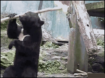熊玩棍子