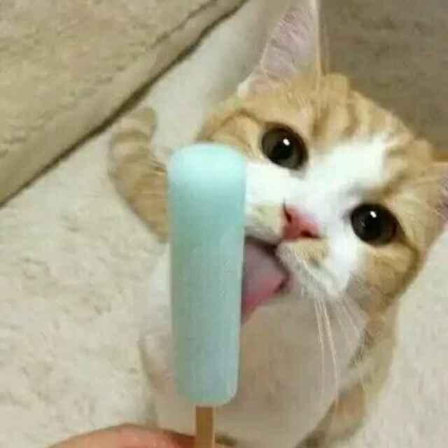 猫星人吃冰淇淋