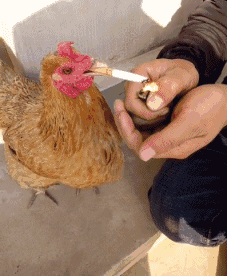 鸡抽烟