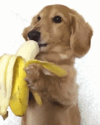 狗狗吃香蕉