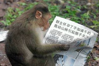 看报纸：群主怀孕了不知道谁干的，轰动山林引起猴子关注