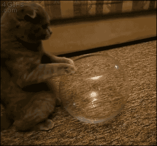 一只猫钻进了小的玻璃瓶里卖萌