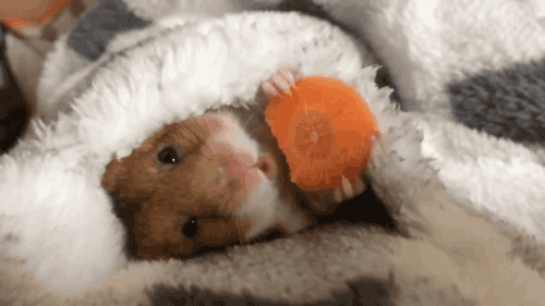 可爱松鼠吃萝卜