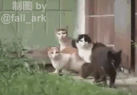 四只猫被一只老鼠吓得跑了