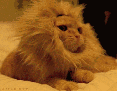 小猫戴了个头套化妆成狮子
