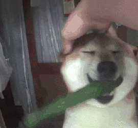 狗狗吃黄瓜