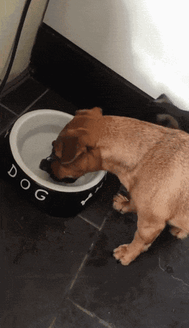 狗狗喝水！（骨头）