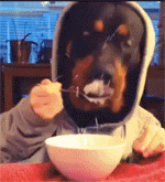 狗狗穿着帽子拿着勺子吃饭