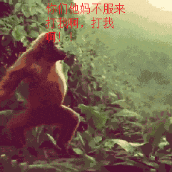 猩猩跳舞：你们他妈不服来打我啊，打我啊！