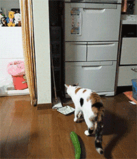 猫猫看见黄瓜吓了一跳