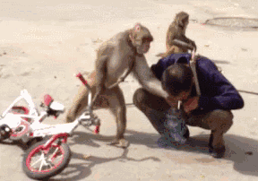 猴子骑单车抢人的烟抽还踢人