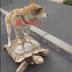 群主查岗：一只狗站在乌龟上面看