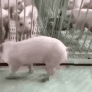 小猪跳跳