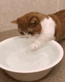 小猫划水