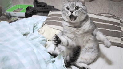 小猫吓得瘫倒在床上