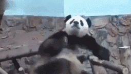 熊猫人抖腿