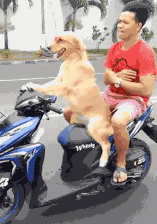 狗狗骑摩托
