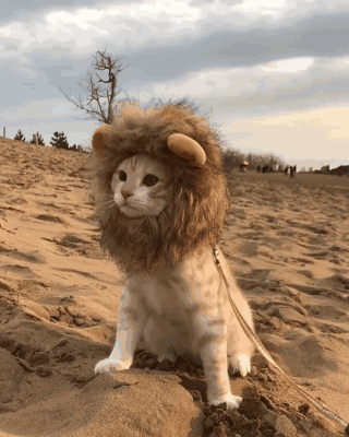 狮子小猫