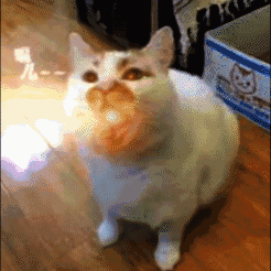 猫猫喷火