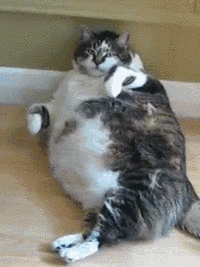 胖猫！